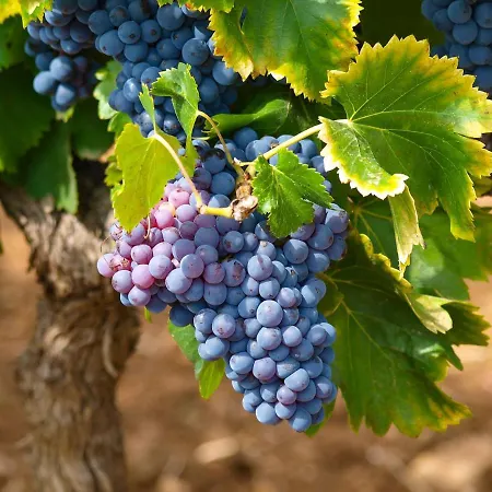 Il Melo Antico - In D'epoca Nel Cuore Del Monferrato *